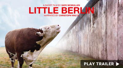 "LITTLE BERLIN" directed by Kate Mcmullen. A cow is standing by the fence and mooing. https://vimeo.com/955591804 