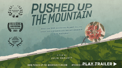 Trailer for documentary "Pushed Up The Mountain" directed by Julia Haslett. Illustration of person pushing up flower on mountain. https://vimeo.com/655131084